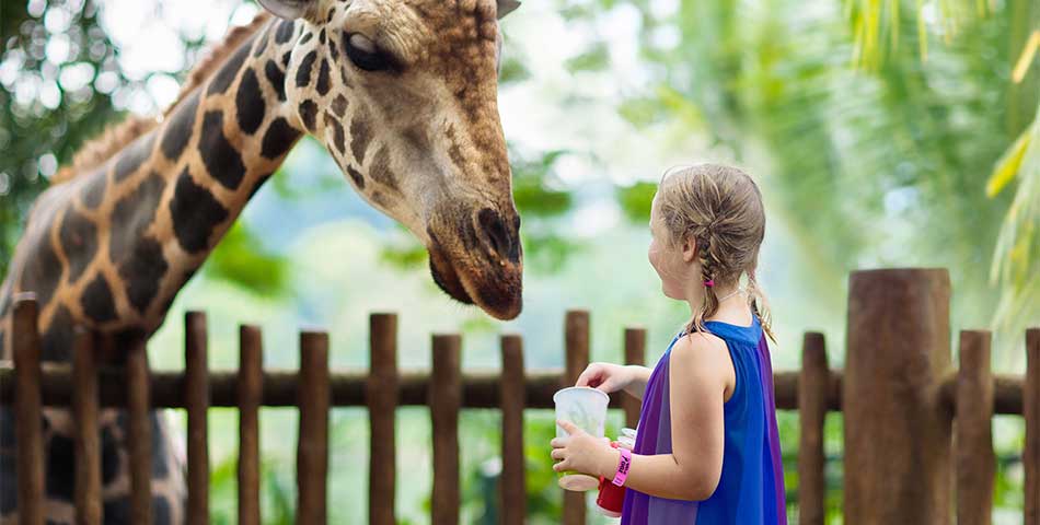 Guest wearing customized tyvek paper wristband for venue access at Canadian zoo